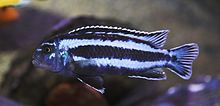 Melanochromis Cyaneorhabdos c02.jpg