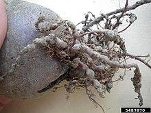 Meloidogyne arenaria at Beta vulgaris (03).jpg
