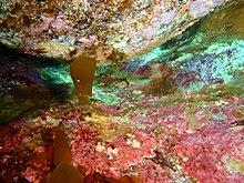 Trinorfolkia clarkei Common threefin P1132186.JPG