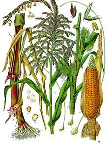Zea mays - Köhler–s Medizinal-Pflanzen-283.jpg