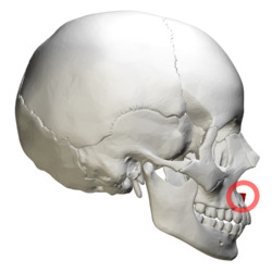 Anterior nasal spine of maxilla - skull - lateral view with circle.png