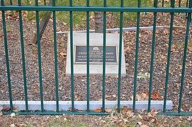 Crookwell Lone Pine 002.JPG