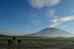 Iriga Rice farming WTR.JPG