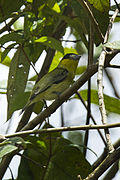 Yellow-cheeked Becard - South Ecuador S4E0718 (16917282561).jpg