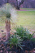 Yucca brooklyn.jpg