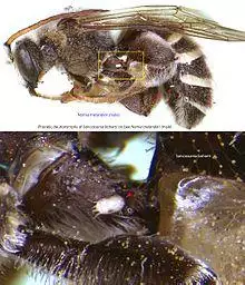 3-Sancassania boharti on Nomia melanderi BMOC 96-0916-059.jpg