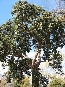 Bischofia javanica.jpg
