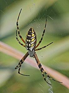 Black and Yellow Argiope - Argiope aurantia - Merritt Island National Wildlife Refuge, Florida.jpg