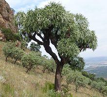 Cussonia paniculata, habitus, Magaliesberg, a.jpg