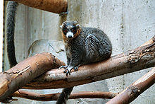Eulemur-mongoz 59489762.jpg