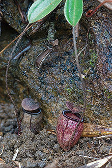Nepenthes argentii ASR 062007 mt guitingguiting sibuyan.jpg