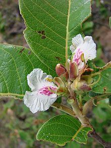 Qualea dichotoma.jpg