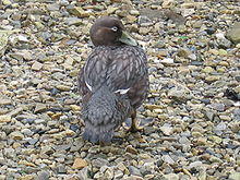 Tachyeres brachypterus.jpg