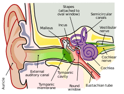 Anatomy of the Human Ear.svg