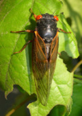 Magicicada septendecula male (Brood IX) - journal.pone.0000892.g003C.png