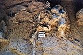 =Remains of a mammoth buried