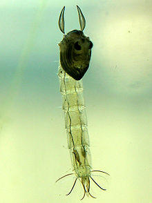 Chaoborus sp. pupa, Netherlands.jpg