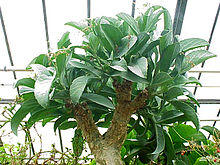 Cyphostemma currori1.jpg