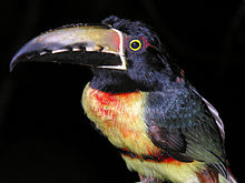 Flickr - archer10 (Dennis) - Belize-0924 - Toucan.jpg
