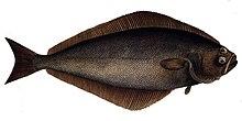 Hippoglossus hippoglossus2.jpg