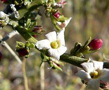 Menodora spinescens flower.jpg