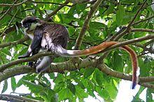 Red-tailed monkey (Cercopithecus ascanius).jpg