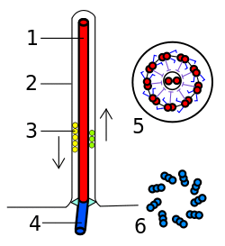 Eukarya Flagella.svg
