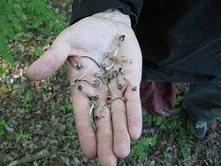 Psilocybe quebecensis.jpg