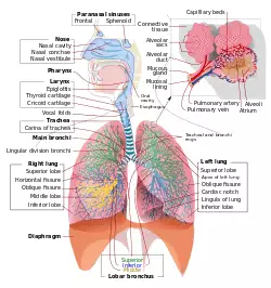 Respiratory system complete en.svg