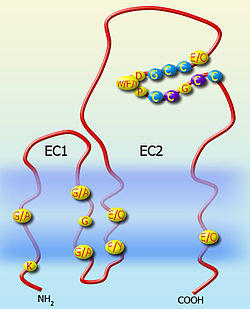 Tetraspanin Figure.jpg
