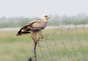 Aquila rapax.jpg