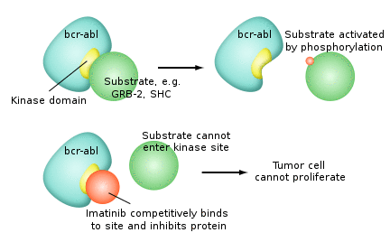 Mechanism of action of imatinib