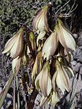 Yucca baccata close.jpg