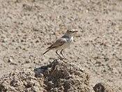 Gray's Lark.jpg