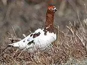 Willow Ptarmigan- George C. Wood resize (16273373035).jpg