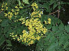 KoelreuteriaPaniculata5.jpg