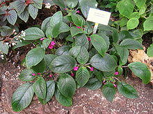 Nautilocalyx melittifolius - Berlin Botanical Garden - IMG 8698.JPG