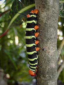 Pseudosphinx tetrio.jpg