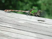 Rusty-snaketail-side.jpg