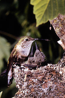 Selasphorus platycercus1.jpg