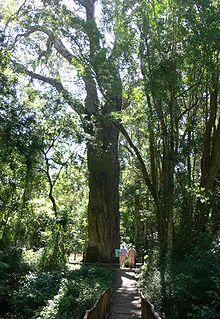 Southafrica428yellowwood.jpg