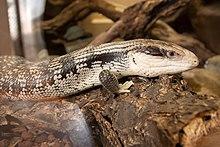 Tiliqua scincoides scincoides 01.jpg