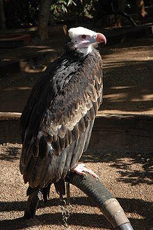 Trigonoceps occipitalis -Las Aguilas Jungle Park, Tenerife, Spain-8a (4).jpg