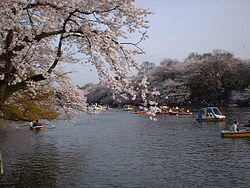 Blossom over water1.JPG