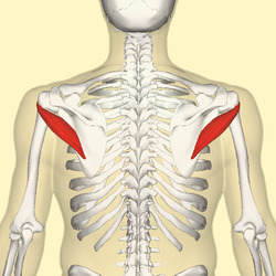 Teres minor muscle back3.png