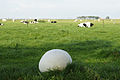Calvatia gigantea.jpg
