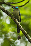 Keel-billed Motmot - Sarapiqui - Costa Rica S4E0981 (26404351020).jpg