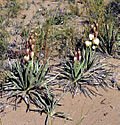 Yucca harrimanniae subsp. sterilis fh 1179. 78 UT B.jpg