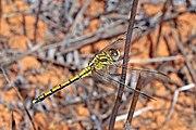 Skimmer (Orthetrum malgassicum) female.jpg