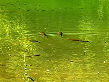 20140623 between Arbanasi and Veliko Tarnovo 15.jpg